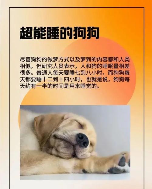 狗狗会做什么梦,狗也会做梦?-第5张图片-后鲨宠物 狗狗会做什么梦,狗也会做梦?-第5张图片-后鲨宠物