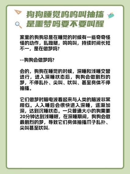 狗狗会做什么梦,狗也会做梦?-第6张图片-后鲨宠物 狗狗会做什么梦,狗也会做梦?-第6张图片-后鲨宠物