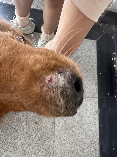 狗狗鼻子破皮了怎么办,狗狗鼻子破皮了怎么办图片?-第2张图片-后鲨宠物 狗狗鼻子破皮了怎么办,狗狗鼻子破皮了怎么办图片?-第2张图片-后鲨宠物