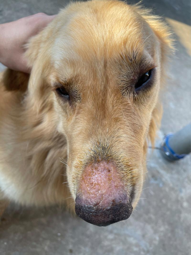 狗狗鼻子破皮了怎么办,狗狗鼻子破皮了怎么办图片?-第3张图片-后鲨宠物 狗狗鼻子破皮了怎么办,狗狗鼻子破皮了怎么办图片?-第3张图片-后鲨宠物