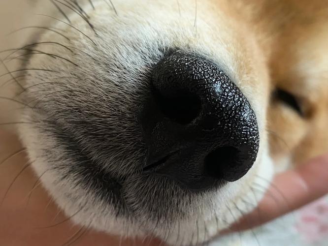 狗狗鼻子破皮了怎么办,狗狗鼻子破皮了怎么办图片?-第4张图片-后鲨宠物 狗狗鼻子破皮了怎么办,狗狗鼻子破皮了怎么办图片?-第4张图片-后鲨宠物