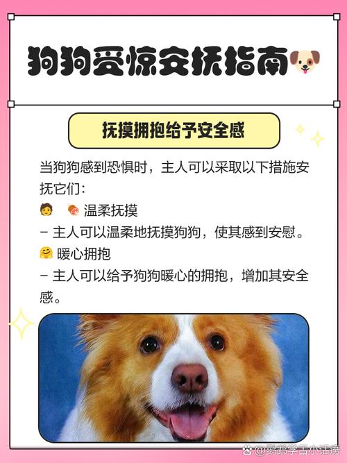 狗狗害怕怎么办安抚,狗狗害怕时怎么安抚?-第1张图片-后鲨宠物 狗狗害怕怎么办安抚,狗狗害怕时怎么安抚?-第1张图片-后鲨宠物