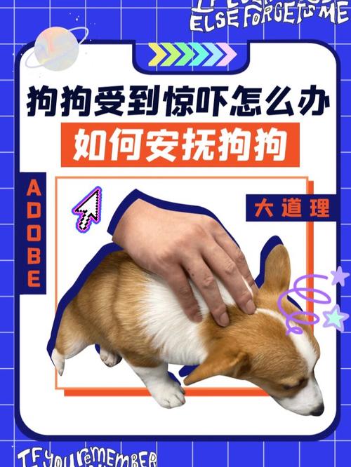 狗狗害怕怎么办安抚,狗狗害怕时怎么安抚?-第3张图片-后鲨宠物 狗狗害怕怎么办安抚,狗狗害怕时怎么安抚?-第3张图片-后鲨宠物