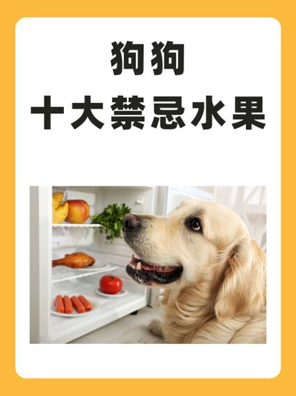 狗狗可以吃龙眼吗_狗子能吃龙眼吗-第5张图片-后鲨宠物 狗狗可以吃龙眼吗_狗子能吃龙眼吗-第5张图片-后鲨宠物