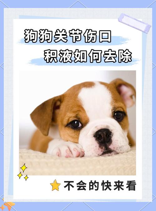 狗狗关节积液怎么治疗_小狗关节处有鼓包积液-第1张图片-后鲨宠物 狗狗关节积液怎么治疗_小狗关节处有鼓包积液-第1张图片-后鲨宠物