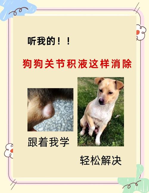 狗狗关节积液怎么治疗_小狗关节处有鼓包积液-第2张图片-后鲨宠物 狗狗关节积液怎么治疗_小狗关节处有鼓包积液-第2张图片-后鲨宠物