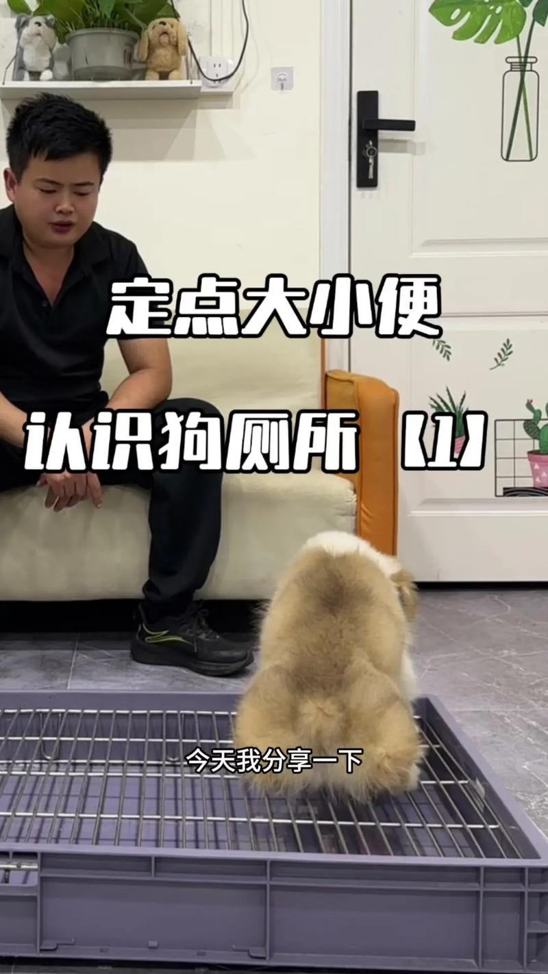 狗狗拉尿怎么训练,狗狗拉尿怎么训练方法-第6张图片-后鲨宠物 狗狗拉尿怎么训练,狗狗拉尿怎么训练方法-第6张图片-后鲨宠物