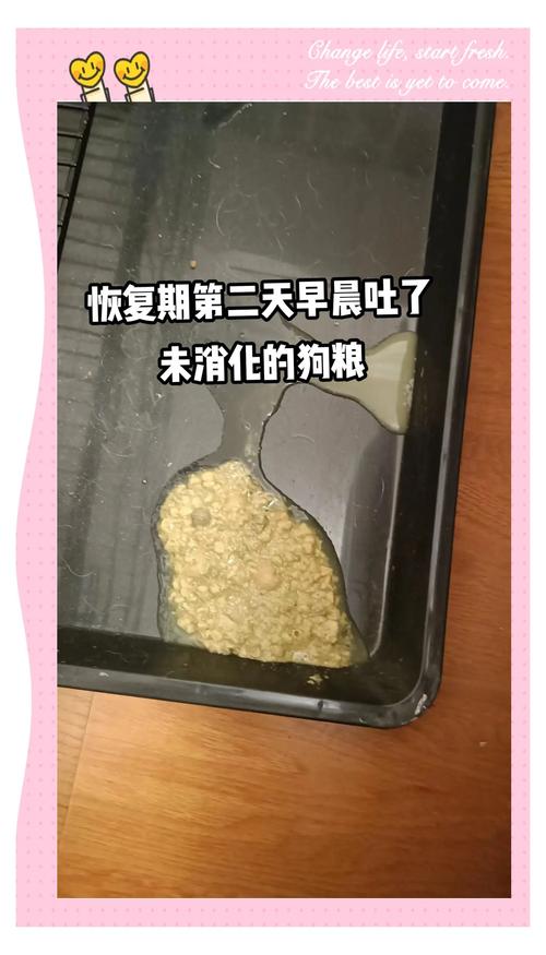 狗狗得了细小怎么治疗,狗狗得了细小是什么症状怎么办-第1张图片-后鲨宠物 狗狗得了细小怎么治疗,狗狗得了细小是什么症状怎么办-第1张图片-后鲨宠物