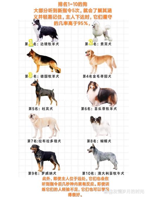 狗狗排名智商排名榜,狗智商排名1至100-第5张图片-后鲨宠物 狗狗排名智商排名榜,狗智商排名1至100-第5张图片-后鲨宠物