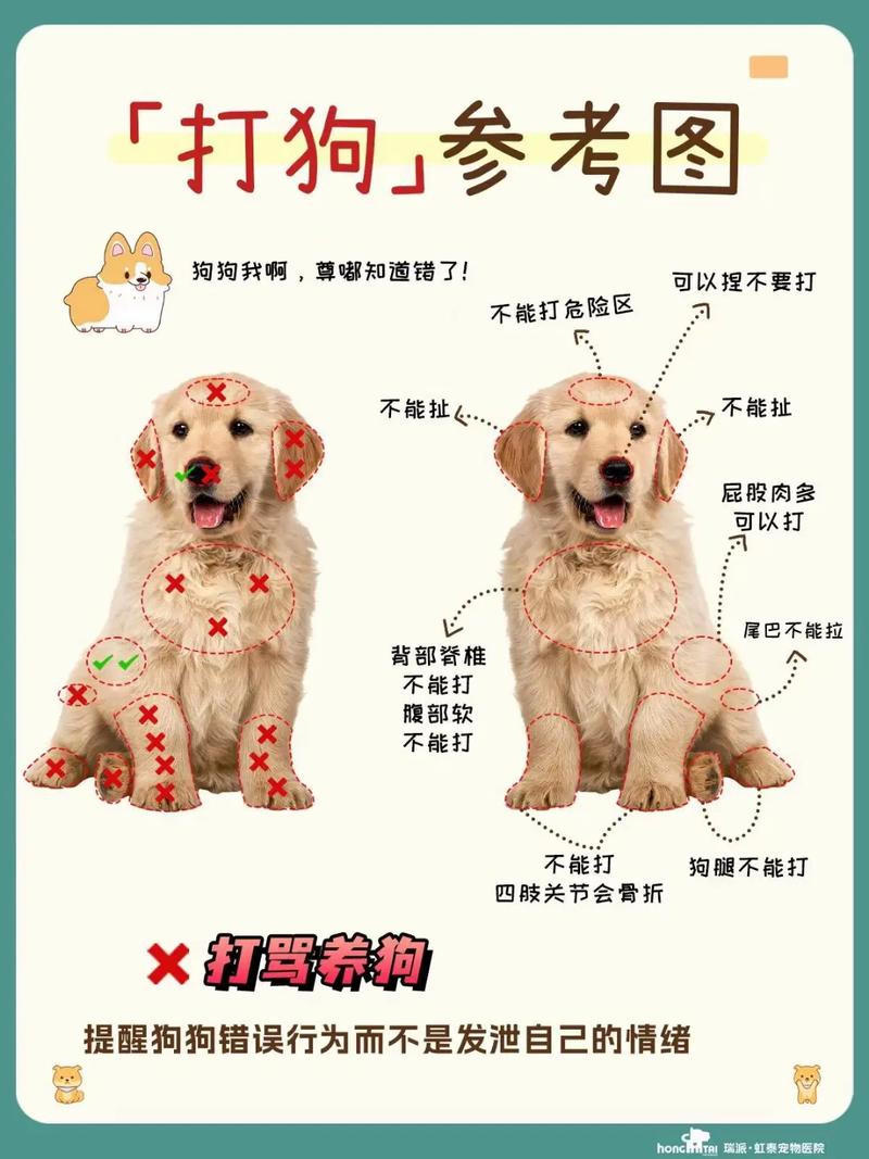 如何让狗狗听话,如何让狗狗听话吃药呢?-第2张图片-后鲨宠物 如何让狗狗听话,如何让狗狗听话吃药呢?-第2张图片-后鲨宠物