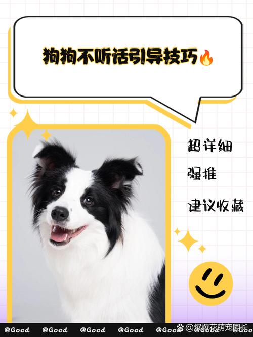 如何让狗狗听话,如何让狗狗听话吃药呢?-第3张图片-后鲨宠物 如何让狗狗听话,如何让狗狗听话吃药呢?-第3张图片-后鲨宠物