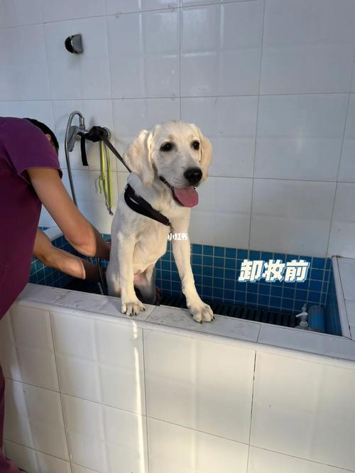 狗狗拉稀可以洗澡吗_狗狗拉稀可以洗澡吗?-第3张图片-后鲨宠物 狗狗拉稀可以洗澡吗_狗狗拉稀可以洗澡吗?-第3张图片-后鲨宠物