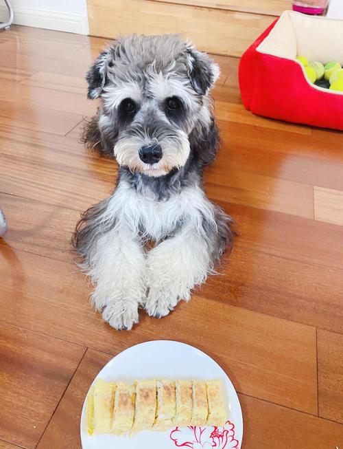 狗狗能吃蒸蛋吗_狗狗能吃蒸蛋吗为什么-第2张图片-后鲨宠物 狗狗能吃蒸蛋吗_狗狗能吃蒸蛋吗为什么-第2张图片-后鲨宠物