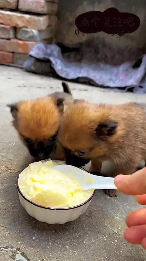 狗狗能吃蒸蛋吗_狗狗能吃蒸蛋吗为什么-第4张图片-后鲨宠物 狗狗能吃蒸蛋吗_狗狗能吃蒸蛋吗为什么-第4张图片-后鲨宠物