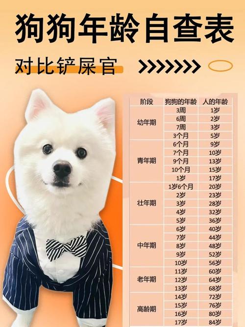 如何分辨狗狗的年龄,怎样区分狗狗的年龄?-第2张图片-后鲨宠物 如何分辨狗狗的年龄,怎样区分狗狗的年龄?-第2张图片-后鲨宠物