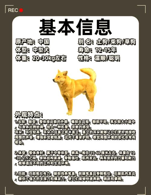 如何分辨狗狗的年龄,怎样区分狗狗的年龄?-第3张图片-后鲨宠物 如何分辨狗狗的年龄,怎样区分狗狗的年龄?-第3张图片-后鲨宠物