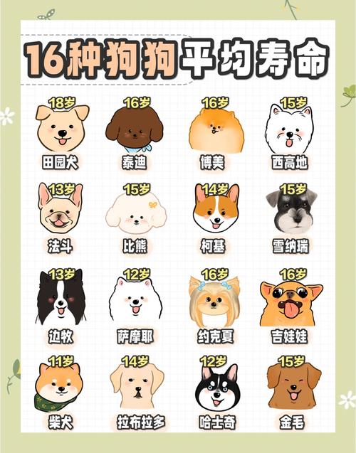 狗狗能活多少年,狗狗能活多少年的寿命?-第2张图片-后鲨宠物 狗狗能活多少年,狗狗能活多少年的寿命?-第2张图片-后鲨宠物