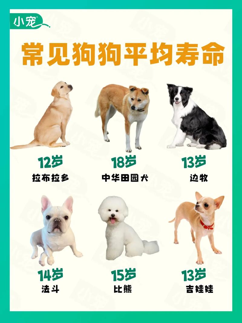 狗狗能活多少年,狗狗能活多少年的寿命?-第4张图片-后鲨宠物 狗狗能活多少年,狗狗能活多少年的寿命?-第4张图片-后鲨宠物