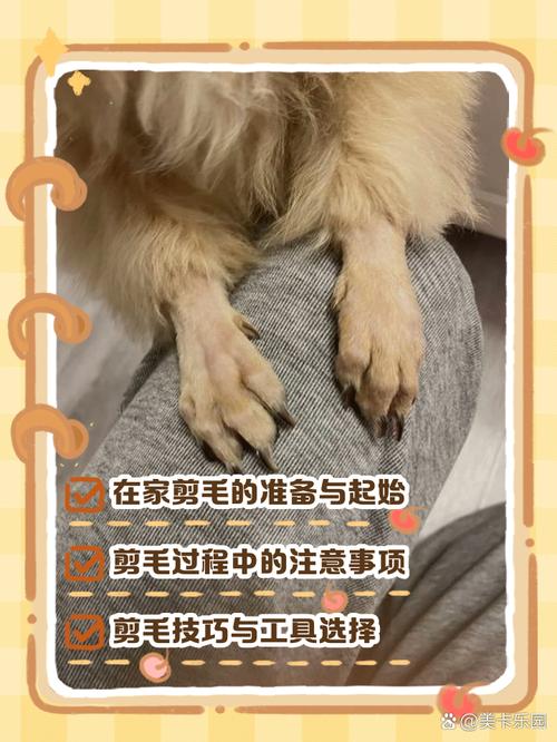 自己怎么给狗狗剪毛_自己如何给狗狗剪毛-第1张图片-后鲨宠物 自己怎么给狗狗剪毛_自己如何给狗狗剪毛-第1张图片-后鲨宠物