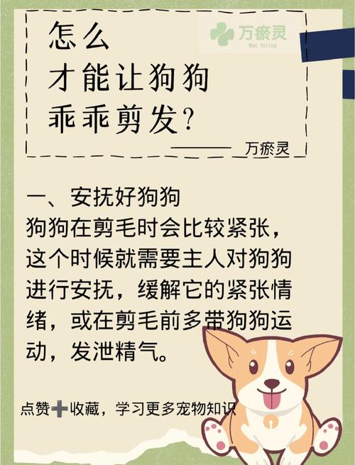 自己怎么给狗狗剪毛_自己如何给狗狗剪毛-第3张图片-后鲨宠物 自己怎么给狗狗剪毛_自己如何给狗狗剪毛-第3张图片-后鲨宠物