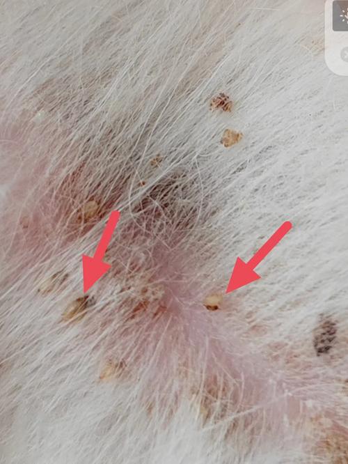 狗狗感染寄生虫的症状_狗狗感染寄生虫吃什么药好-第4张图片-后鲨宠物 狗狗感染寄生虫的症状_狗狗感染寄生虫吃什么药好-第4张图片-后鲨宠物