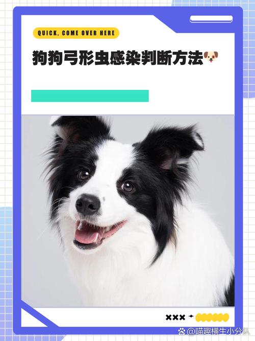 狗狗会有弓形虫吗,狗狗会有弓形虫吗图片-第1张图片-后鲨宠物 狗狗会有弓形虫吗,狗狗会有弓形虫吗图片-第1张图片-后鲨宠物