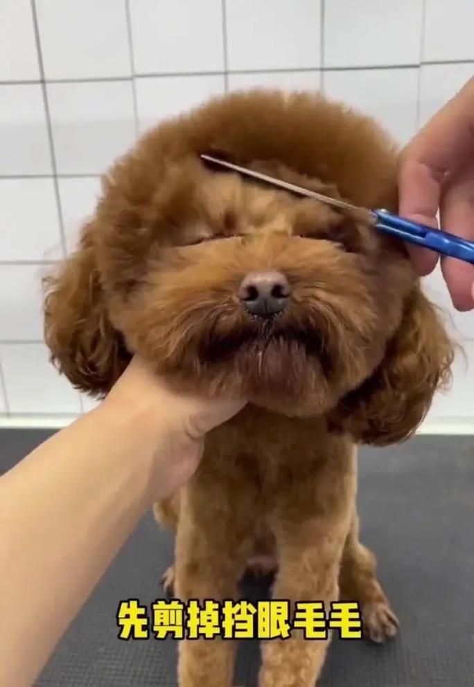 怎么样给狗狗剪毛_怎样给狗狗剪毛好看视频-第1张图片-后鲨宠物 怎么样给狗狗剪毛_怎样给狗狗剪毛好看视频-第1张图片-后鲨宠物