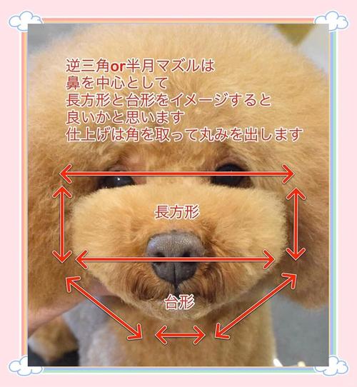 怎么样给狗狗剪毛_怎样给狗狗剪毛好看视频-第5张图片-后鲨宠物 怎么样给狗狗剪毛_怎样给狗狗剪毛好看视频-第5张图片-后鲨宠物