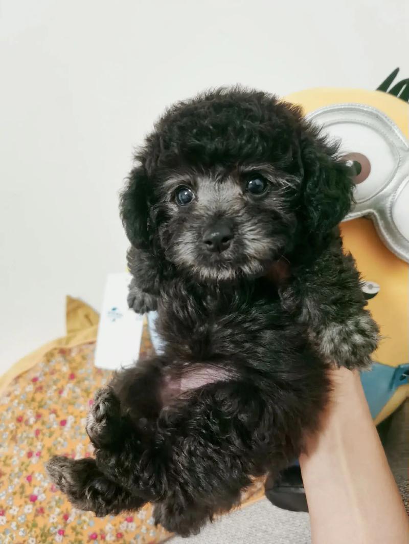 两个月的狗狗可以吃水果吗,两个月的狗狗可以吃水果吗视频-第4张图片-后鲨宠物 两个月的狗狗可以吃水果吗,两个月的狗狗可以吃水果吗视频-第4张图片-后鲨宠物