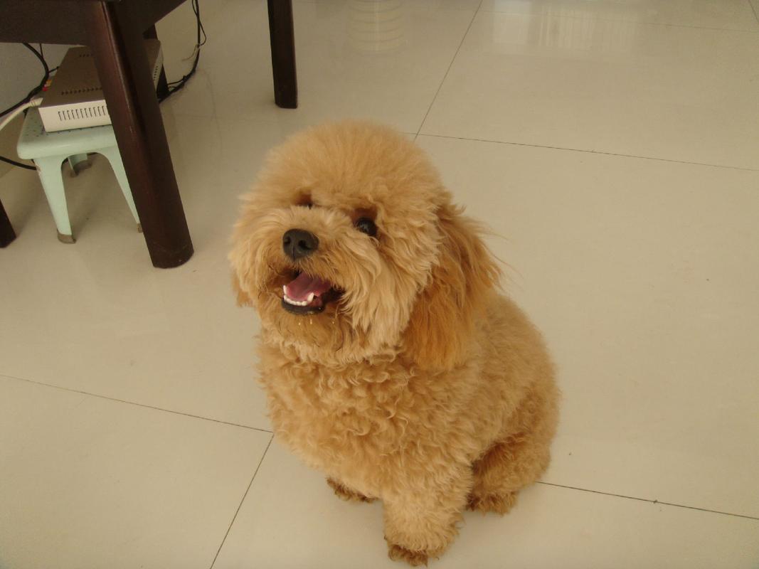 两个月的狗狗可以吃水果吗,两个月的狗狗可以吃水果吗视频-第5张图片-后鲨宠物 两个月的狗狗可以吃水果吗,两个月的狗狗可以吃水果吗视频-第5张图片-后鲨宠物