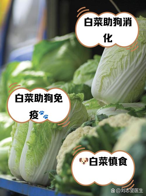狗狗可以吃生白菜吗,狗可以吃生白菜帮吗?-第2张图片-后鲨宠物 狗狗可以吃生白菜吗,狗可以吃生白菜帮吗?-第2张图片-后鲨宠物