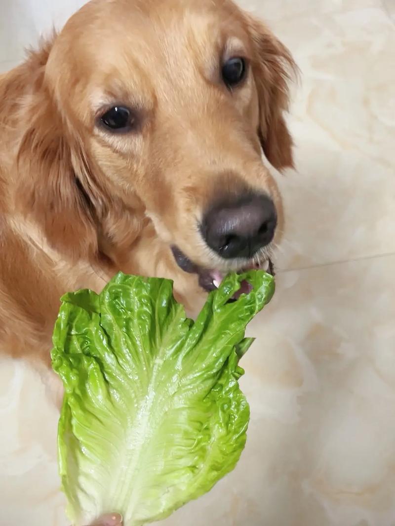 狗狗可以吃生白菜吗,狗可以吃生白菜帮吗?-第4张图片-后鲨宠物 狗狗可以吃生白菜吗,狗可以吃生白菜帮吗?-第4张图片-后鲨宠物