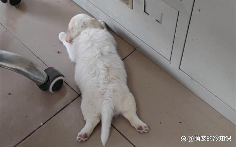 狗狗感冒能吹空调吗_狗狗感冒了可以开窗通风吗-第3张图片-后鲨宠物 狗狗感冒能吹空调吗_狗狗感冒了可以开窗通风吗-第3张图片-后鲨宠物