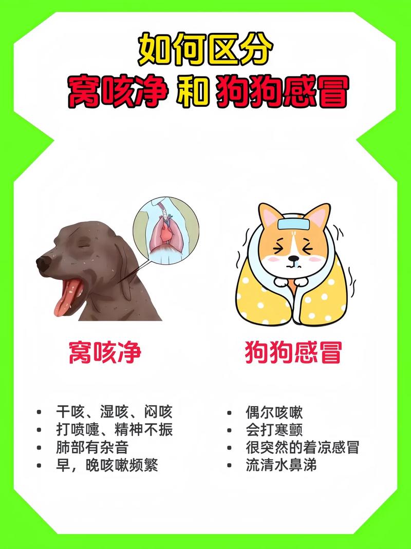 狗狗咳嗽怎么办_狗狗咳嗽怎么办?吃什么药?要吃多少?-第4张图片-后鲨宠物 狗狗咳嗽怎么办_狗狗咳嗽怎么办?吃什么药?要吃多少?-第4张图片-后鲨宠物