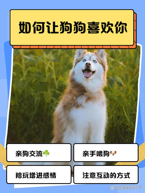 怎么让狗狗喜欢你,怎么让狗狗喜欢你的表现?-第1张图片-后鲨宠物 怎么让狗狗喜欢你,怎么让狗狗喜欢你的表现?-第1张图片-后鲨宠物