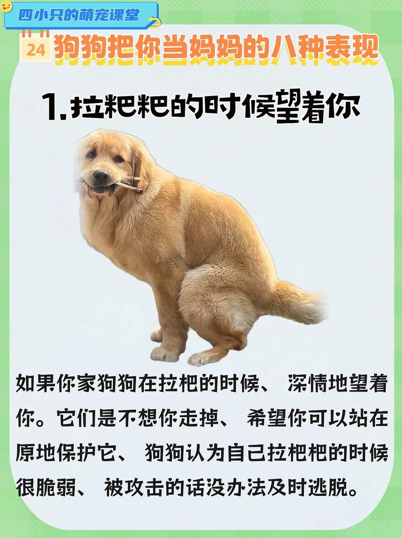 怎么让狗狗喜欢你,怎么让狗狗喜欢你的表现?-第3张图片-后鲨宠物 怎么让狗狗喜欢你,怎么让狗狗喜欢你的表现?-第3张图片-后鲨宠物