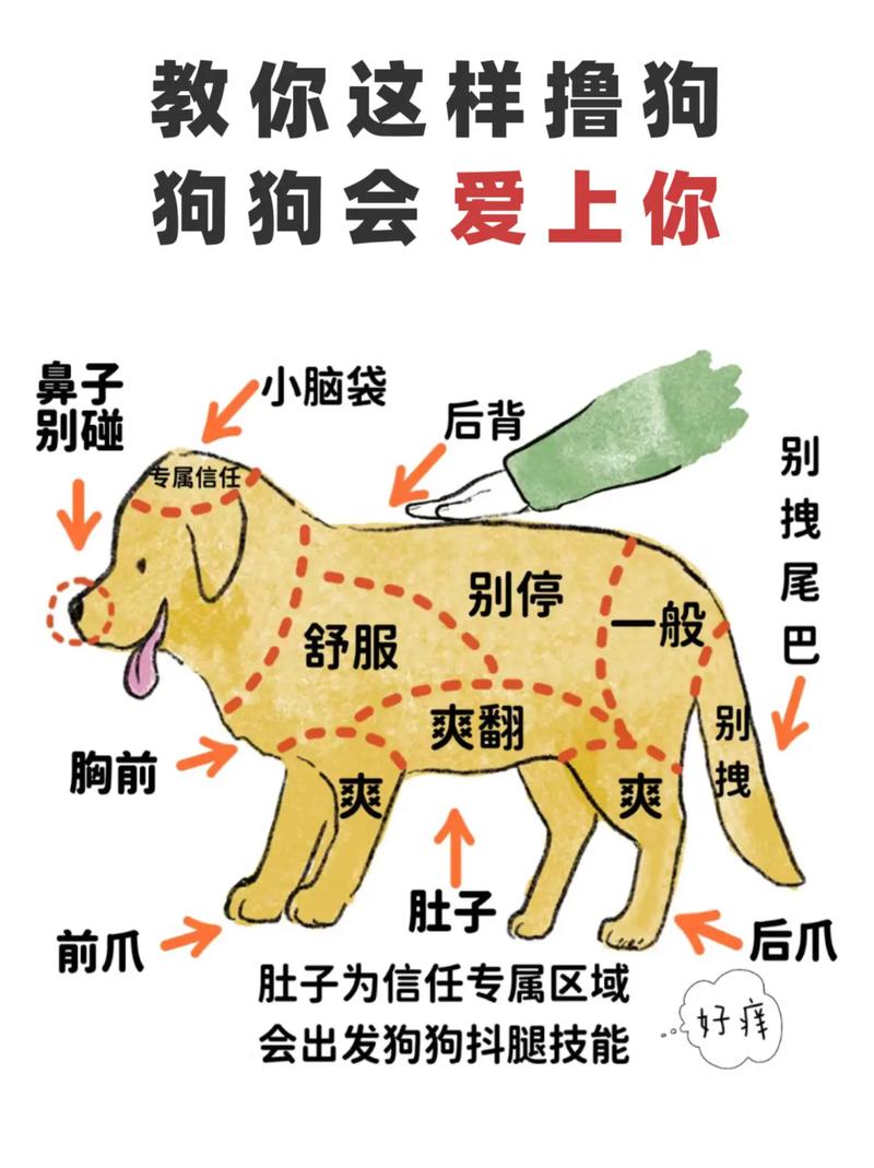 怎么让狗狗喜欢你,怎么让狗狗喜欢你的表现?-第5张图片-后鲨宠物 怎么让狗狗喜欢你,怎么让狗狗喜欢你的表现?-第5张图片-后鲨宠物