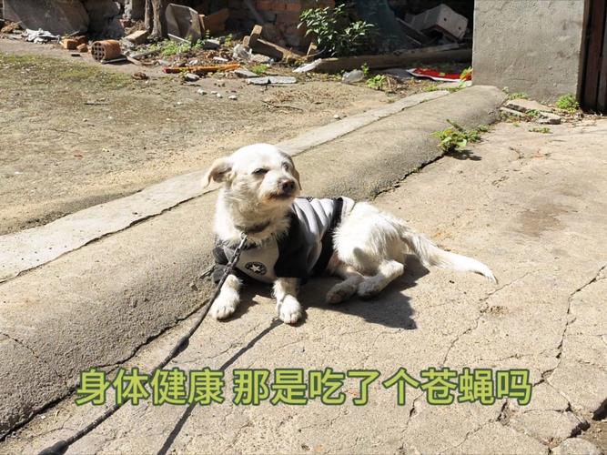 狗狗吃了苍蝇怎么办,狗狗不小心吃了苍蝇怎么办-第3张图片-后鲨宠物 狗狗吃了苍蝇怎么办,狗狗不小心吃了苍蝇怎么办-第3张图片-后鲨宠物