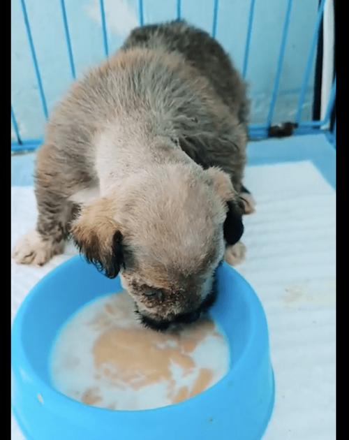 狗狗吃了苍蝇怎么办,狗狗不小心吃了苍蝇怎么办-第5张图片-后鲨宠物 狗狗吃了苍蝇怎么办,狗狗不小心吃了苍蝇怎么办-第5张图片-后鲨宠物