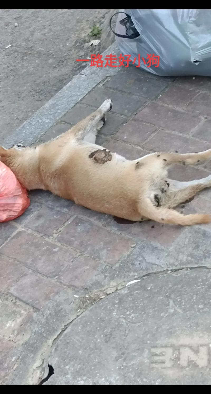 狗狗吃了苍蝇怎么办,狗狗不小心吃了苍蝇怎么办-第6张图片-后鲨宠物 狗狗吃了苍蝇怎么办,狗狗不小心吃了苍蝇怎么办-第6张图片-后鲨宠物