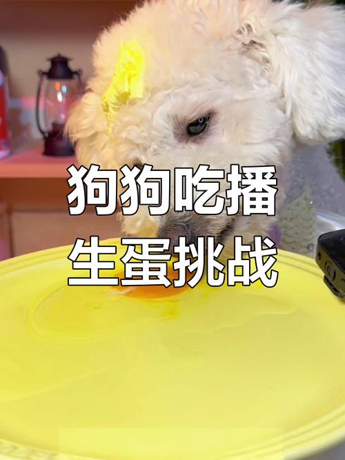 狗狗能吃生鸡蛋吗,狗狗喝生鸡蛋的好处-第4张图片-后鲨宠物 狗狗能吃生鸡蛋吗,狗狗喝生鸡蛋的好处-第4张图片-后鲨宠物