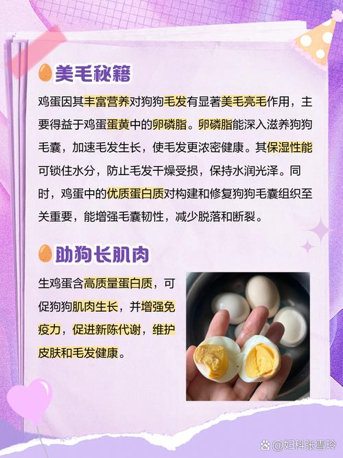 狗狗能吃生鸡蛋吗,狗狗喝生鸡蛋的好处-第5张图片-后鲨宠物 狗狗能吃生鸡蛋吗,狗狗喝生鸡蛋的好处-第5张图片-后鲨宠物