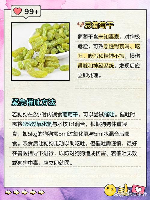 狗狗吃葡萄干如何补救,狗吃葡萄干会有什么反应-第4张图片-后鲨宠物 狗狗吃葡萄干如何补救,狗吃葡萄干会有什么反应-第4张图片-后鲨宠物