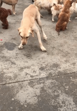 狗狗浑身哆嗦怎么回事_狗狗浑身哆嗦怎么办-第3张图片-后鲨宠物 狗狗浑身哆嗦怎么回事_狗狗浑身哆嗦怎么办-第3张图片-后鲨宠物