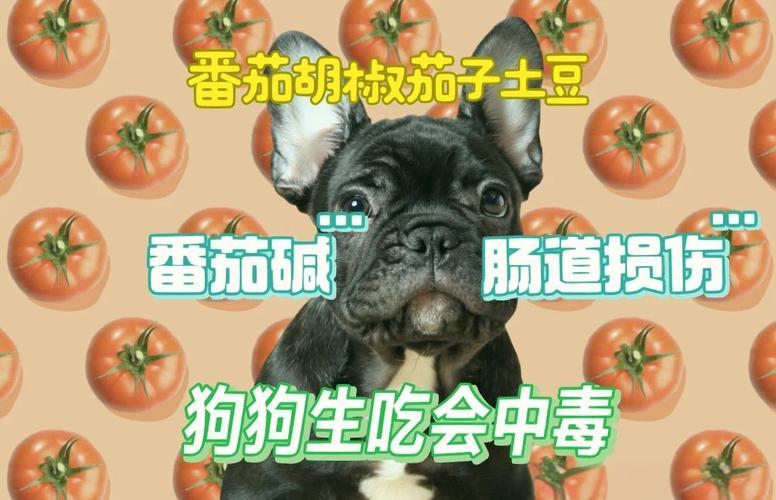 狗狗能吃番茄吗_泰迪狗狗能吃番茄吗-第5张图片-后鲨宠物 狗狗能吃番茄吗_泰迪狗狗能吃番茄吗-第5张图片-后鲨宠物