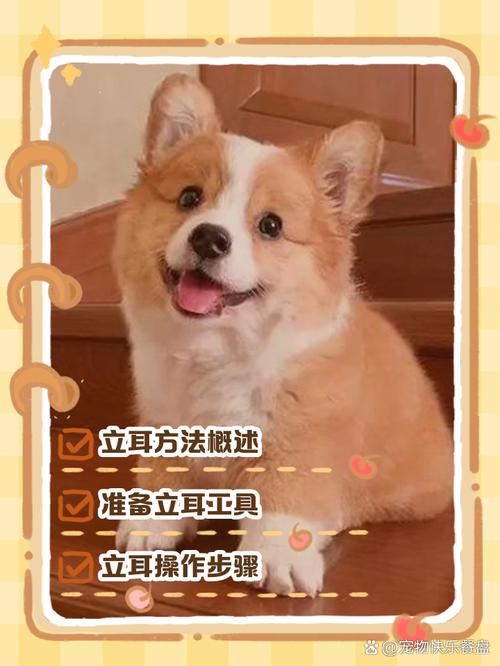 狗狗耳朵不立怎么办_狗狗的耳朵立不起来-第1张图片-后鲨宠物 狗狗耳朵不立怎么办_狗狗的耳朵立不起来-第1张图片-后鲨宠物