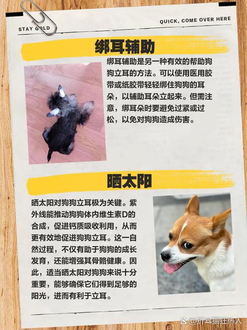 狗狗耳朵不立怎么办_狗狗的耳朵立不起来-第2张图片-后鲨宠物 狗狗耳朵不立怎么办_狗狗的耳朵立不起来-第2张图片-后鲨宠物