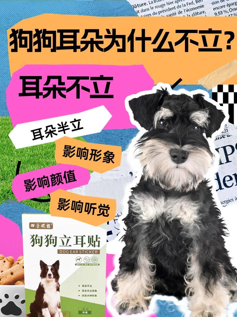 狗狗耳朵不立怎么办_狗狗的耳朵立不起来-第3张图片-后鲨宠物 狗狗耳朵不立怎么办_狗狗的耳朵立不起来-第3张图片-后鲨宠物