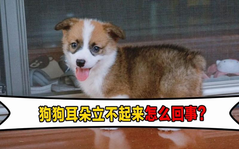 狗狗耳朵不立怎么办_狗狗的耳朵立不起来-第5张图片-后鲨宠物 狗狗耳朵不立怎么办_狗狗的耳朵立不起来-第5张图片-后鲨宠物