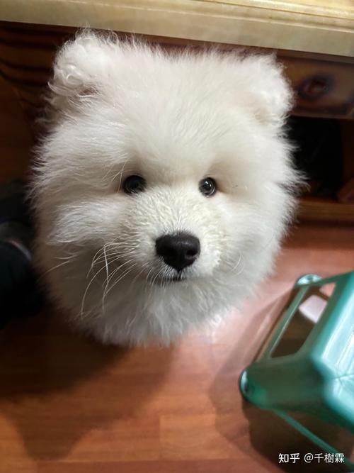 狗狗耳朵不立怎么办_狗狗的耳朵立不起来-第6张图片-后鲨宠物 狗狗耳朵不立怎么办_狗狗的耳朵立不起来-第6张图片-后鲨宠物